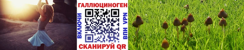 Псилоцибиновые грибы Magic Shrooms  Купить где  Биробиджан 